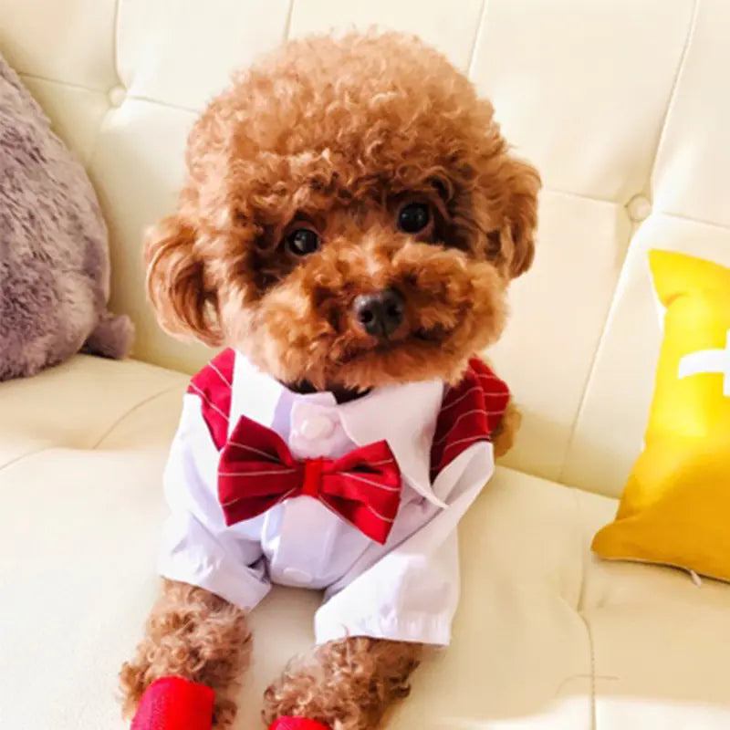 Small dog wearing formal shirt suit for stylish look