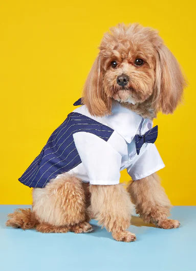 Small dog wearing formal shirt suit for stylish look