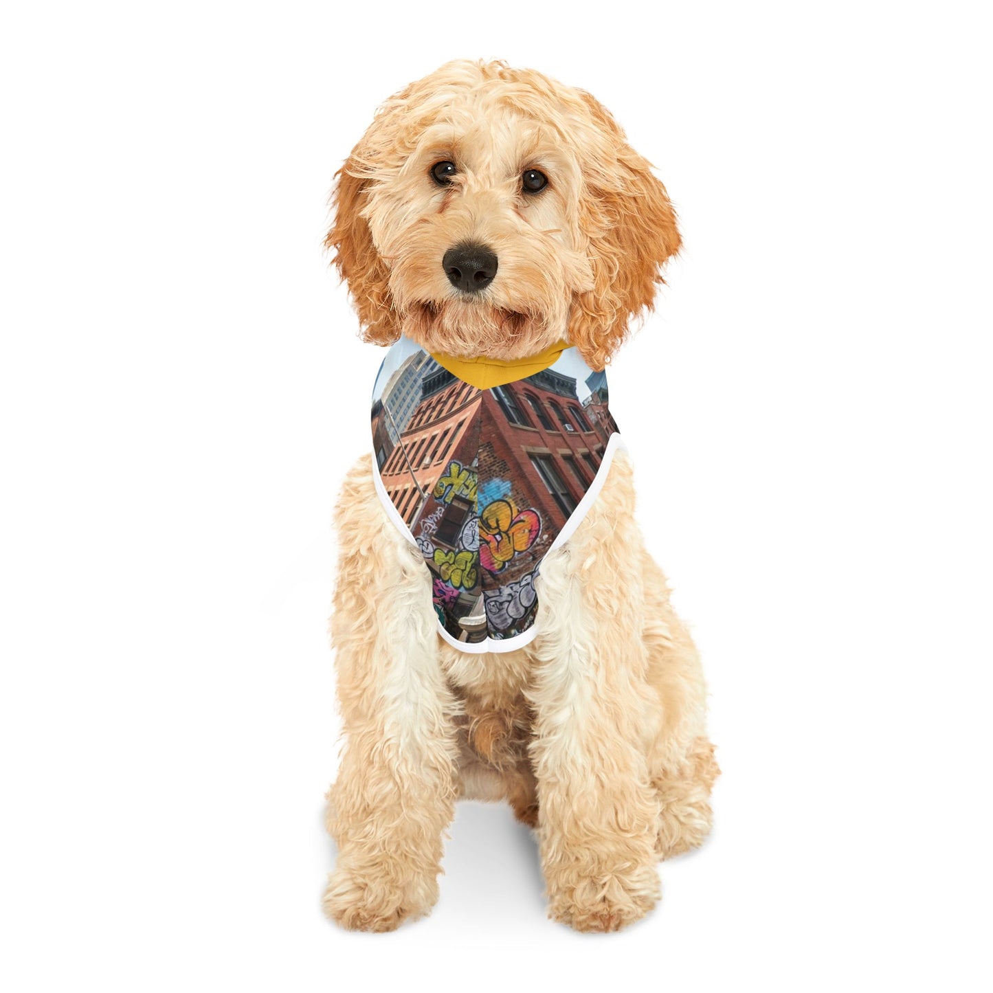 DOG sweter on skateboard/ Dog hodie