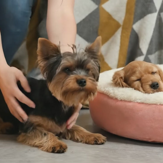 Small puppy snuggling inside round calming pet bed