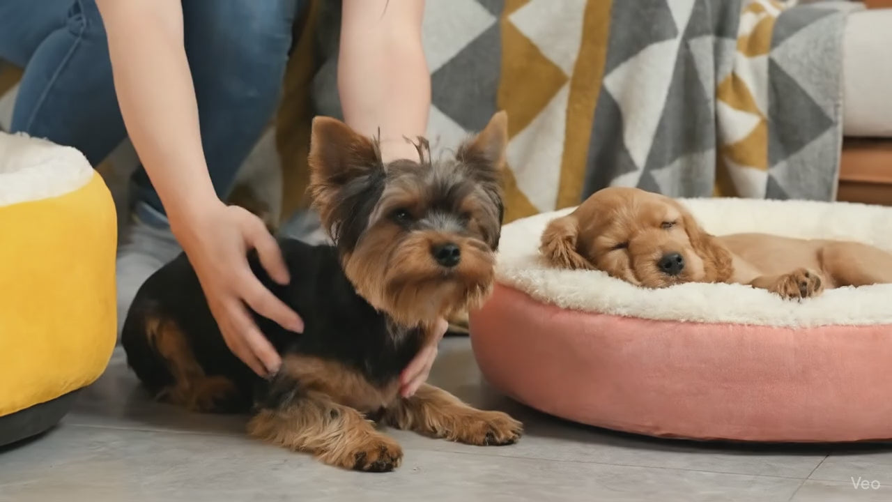 Small puppy snuggling inside round calming pet bed