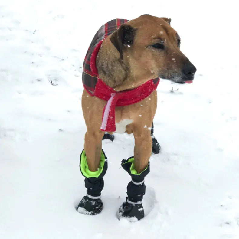 waterproof snowproof dog boots on snow surface